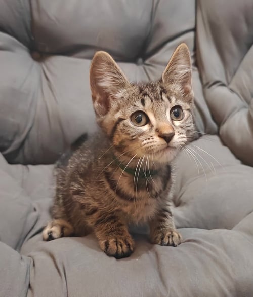 ELIF - Tabby / Domestic Short Hair available for adoption