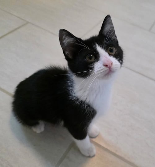 GILLY - Domestic Short Hair available for adoption