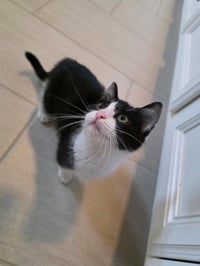 Gilly - Photo 3