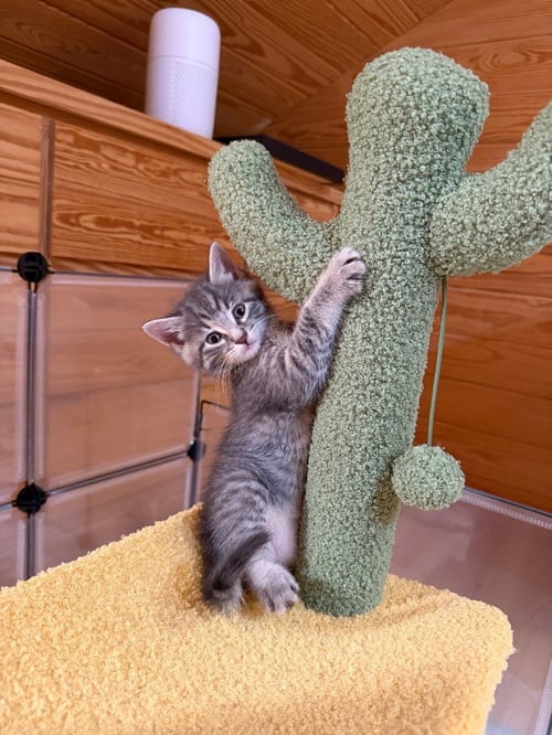 URIAH - Domestic Short Hair / Tabby available for adoption
