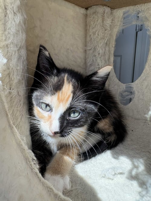 DEKLYN - Calico / Domestic Short Hair available for adoption