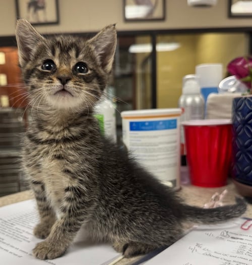 ALADDIN - Tabby / Domestic Short Hair available for adoption