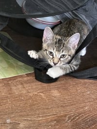 Freya - Photo 1