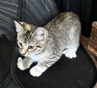 Freya - Photo 2