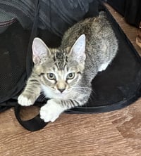 Freya - Photo 4