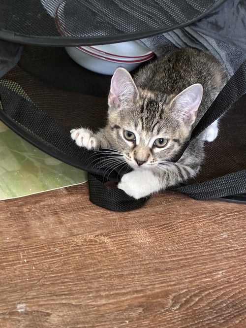 FREYA