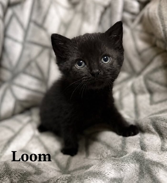 Loom Image
