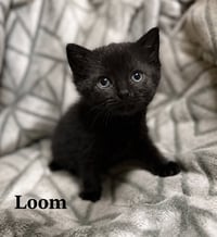 Loom - Photo 1