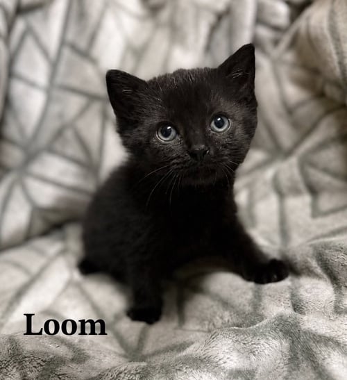 LOOM - Domestic Short Hair available for adoption
