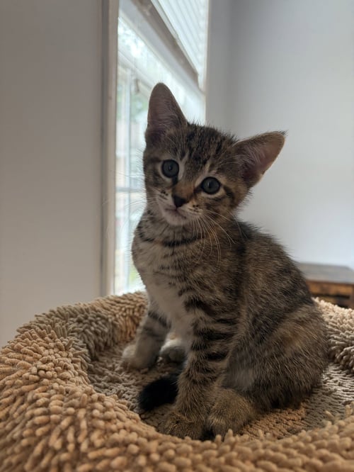 BLOSSOM - Tabby / Domestic Short Hair available for adoption