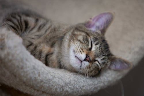 BLOSSOM - Tabby / Domestic Short Hair available for adoption