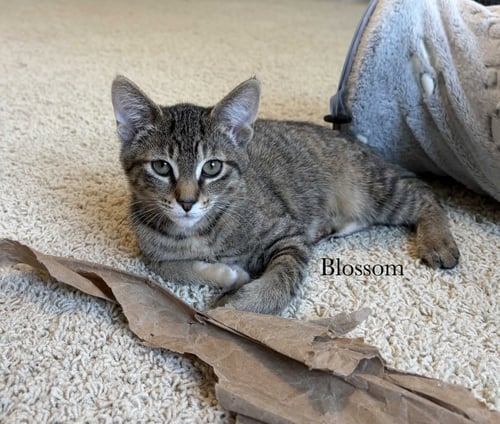 BLOSSOM - Tabby / Domestic Short Hair available for adoption