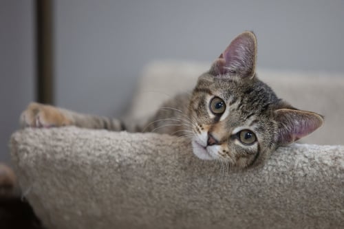 BLOSSOM - Tabby / Domestic Short Hair available for adoption