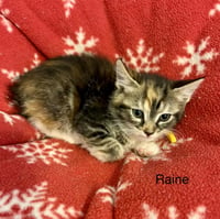 Raine - Photo 1