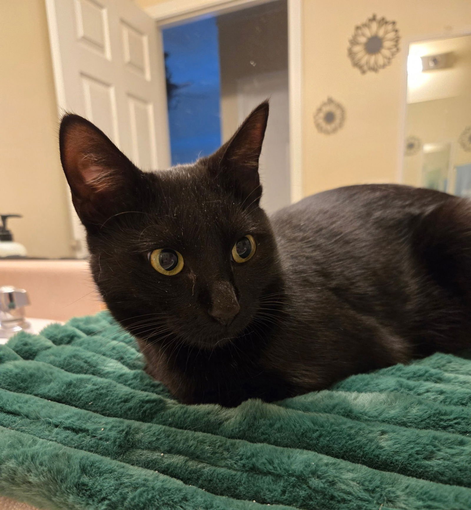 FRIENDLY - Domestic Short Hair available for adoption