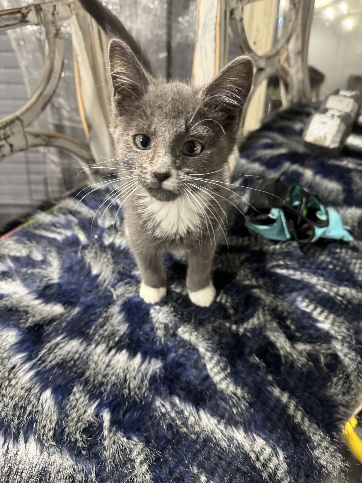 BRIGGS - Domestic Short Hair available for adoption