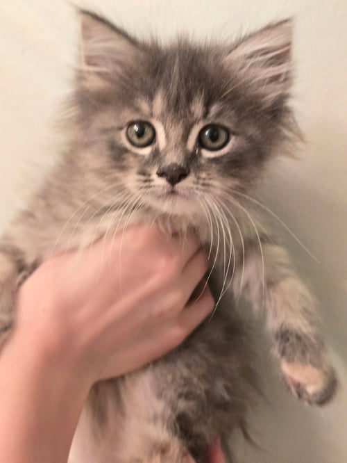 SNOOKUMS - Maine Coon available for adoption