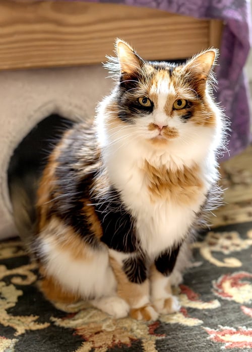 MARBLE Q - Maine Coon / Calico available for adoption