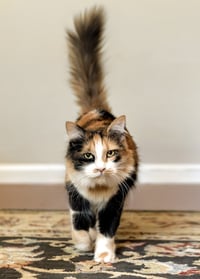 Marble Q - Photo 3