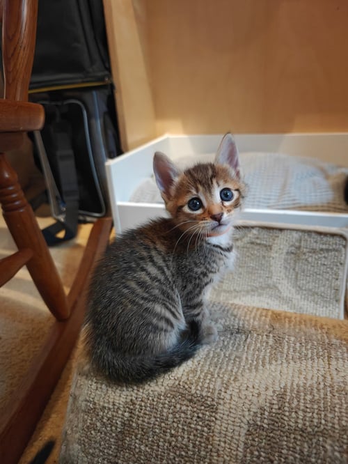 ELLINGTON - Tabby / Domestic Short Hair available for adoption