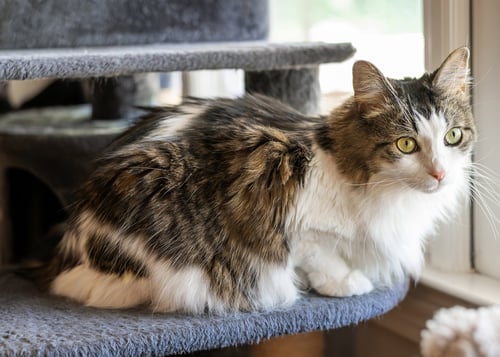 NINJIE - Tabby / Domestic Short Hair available for adoption
