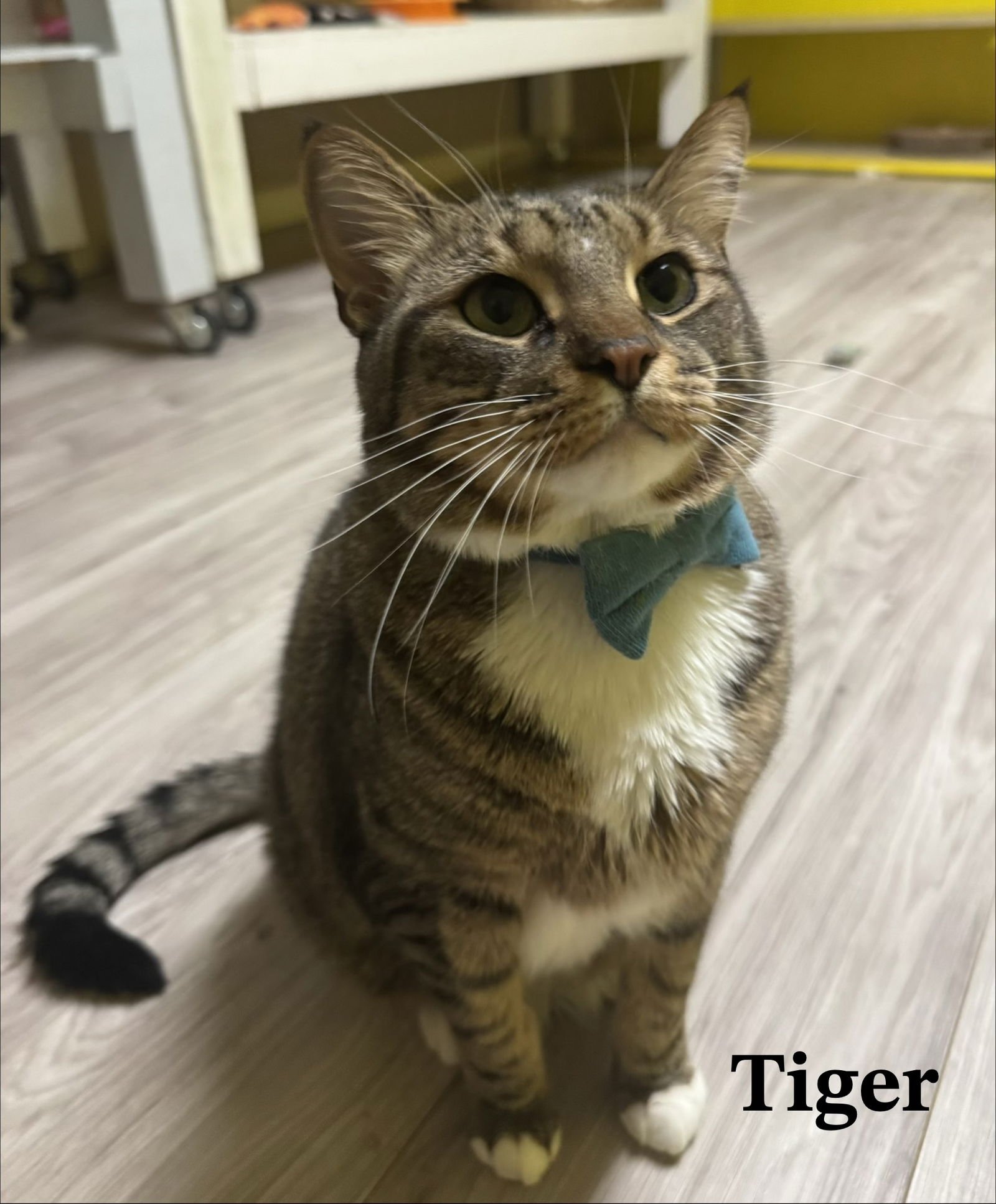 TIGGER - Tabby / Domestic Short Hair available for adoption