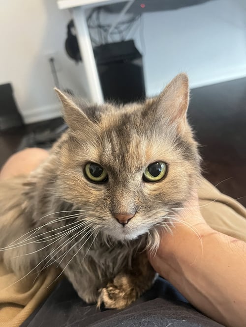 BISCUIT - Domestic Medium Hair available for adoption