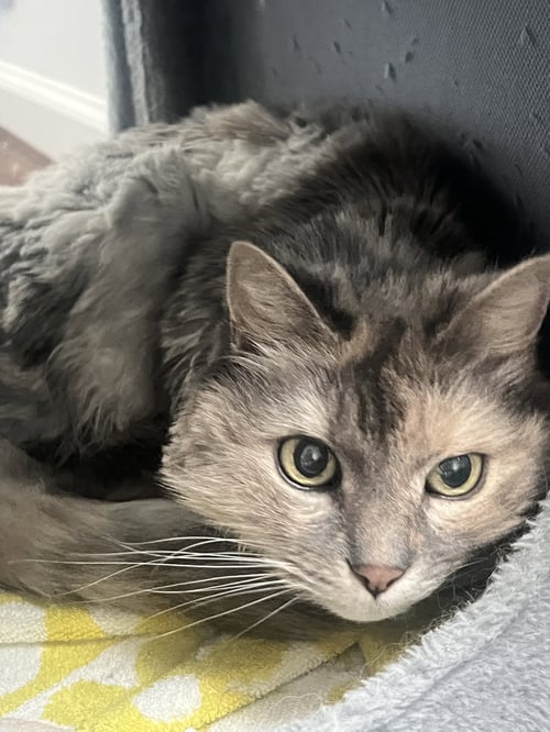 BISCUIT - Domestic Medium Hair available for adoption