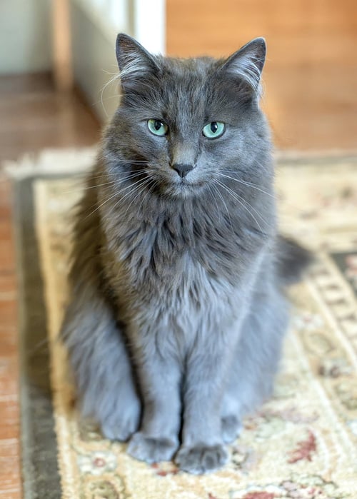 AARUSH - Nebelung / Domestic Medium Hair available for adoption