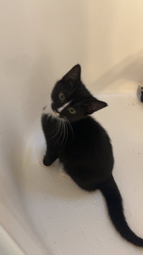 WINNY - Domestic Short Hair available for adoption