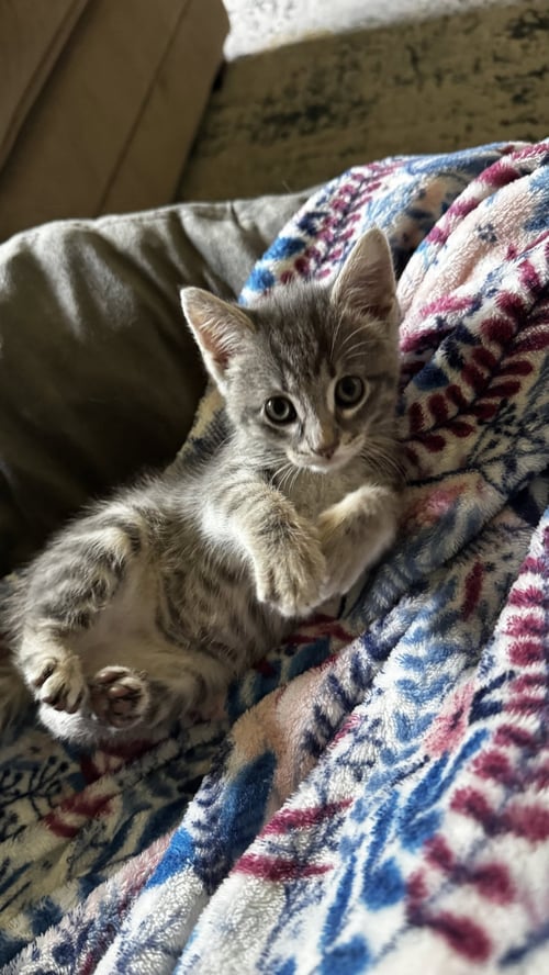BASIL