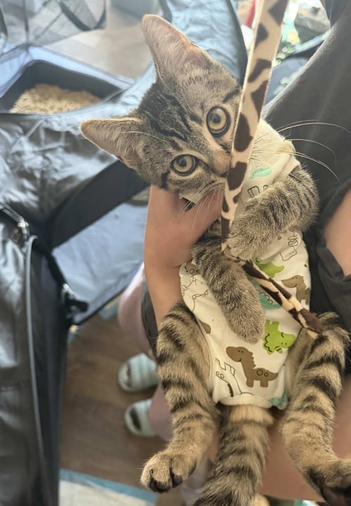 NIKA - Tabby / Domestic Short Hair available for adoption