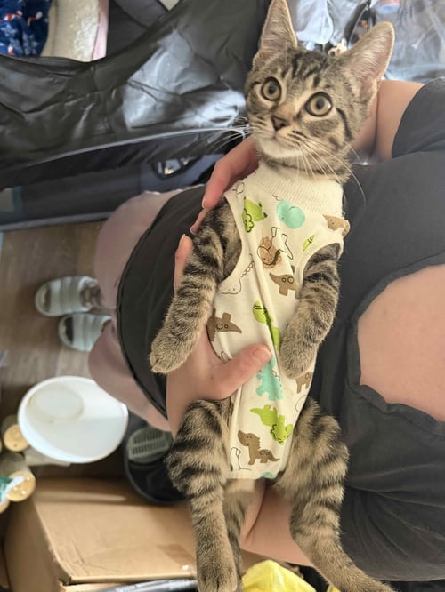 NIKA - Tabby / Domestic Short Hair available for adoption