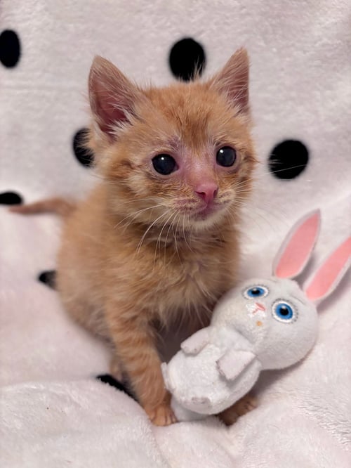 TRAVIS - Domestic Short Hair available for adoption