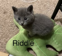 Riddle - Photo 1