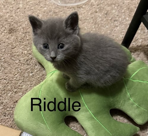 RIDDLE - Russian Blue / Domestic Short Hair available for adoption