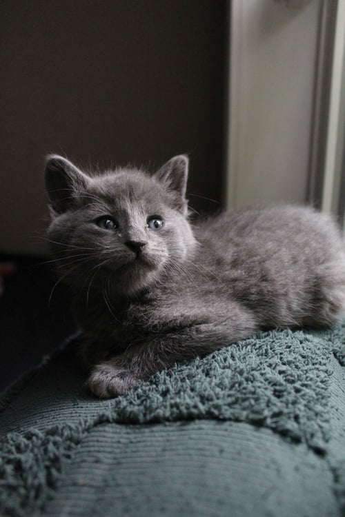 RIDDLE - Russian Blue / Domestic Short Hair available for adoption