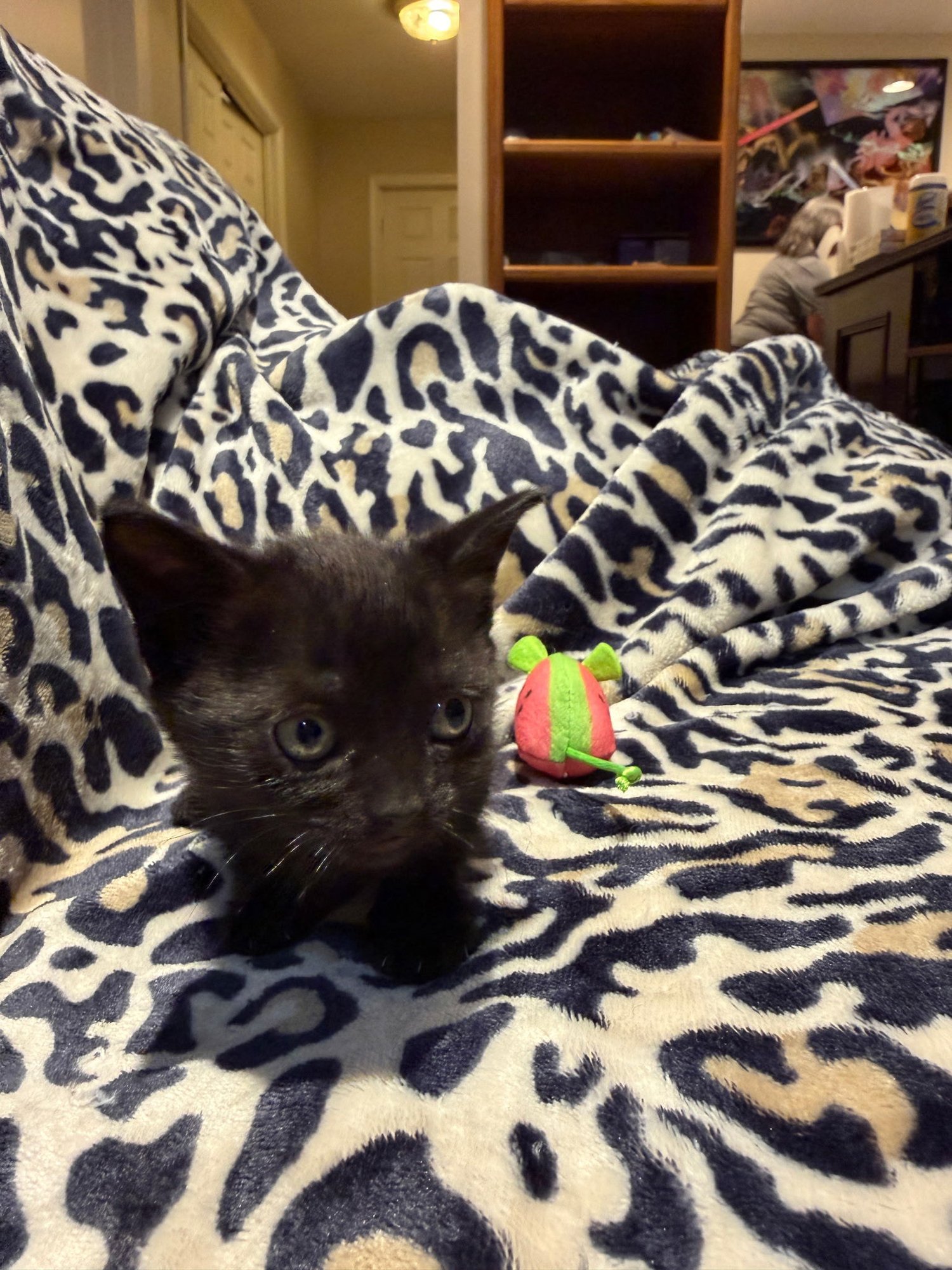 MILKY WAY - Domestic Short Hair available for adoption