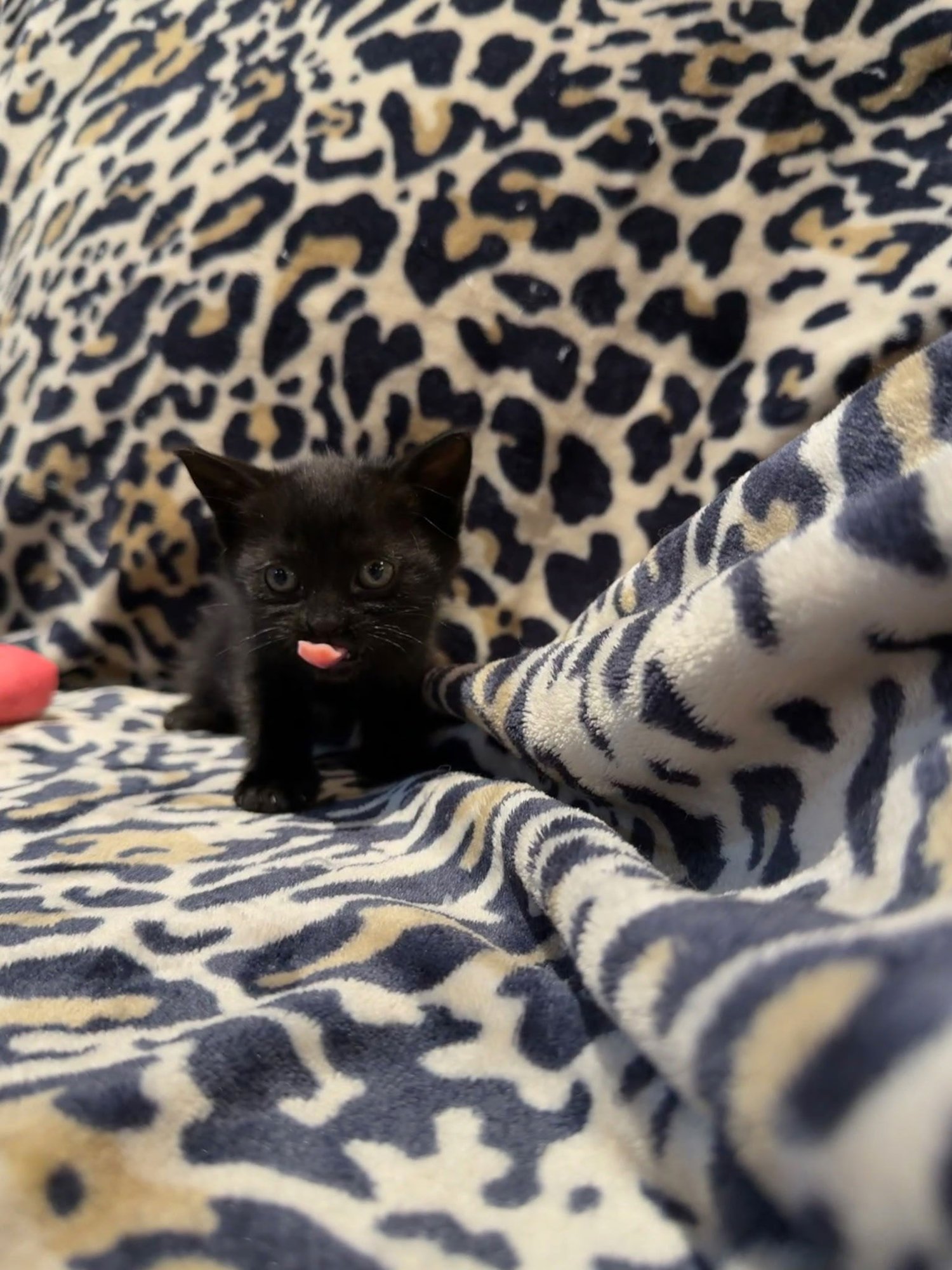 MILKY WAY - Domestic Short Hair available for adoption