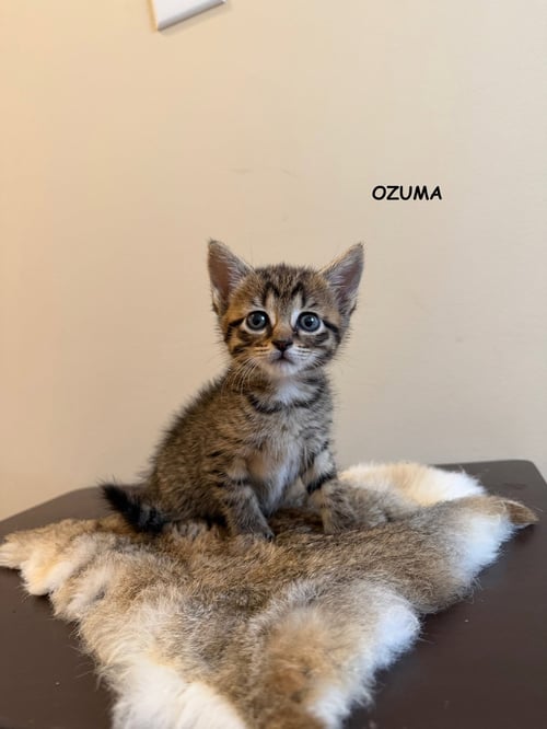 OZUMA - Tabby / Domestic Short Hair available for adoption
