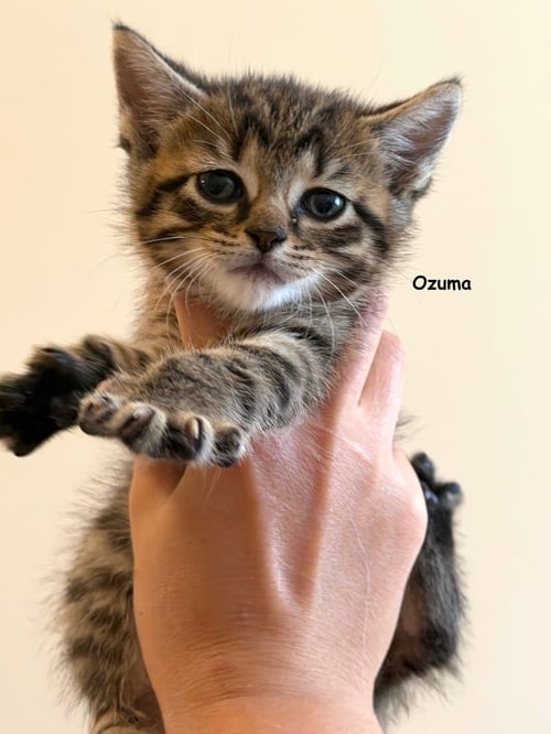 OZUMA - Tabby / Domestic Short Hair available for adoption