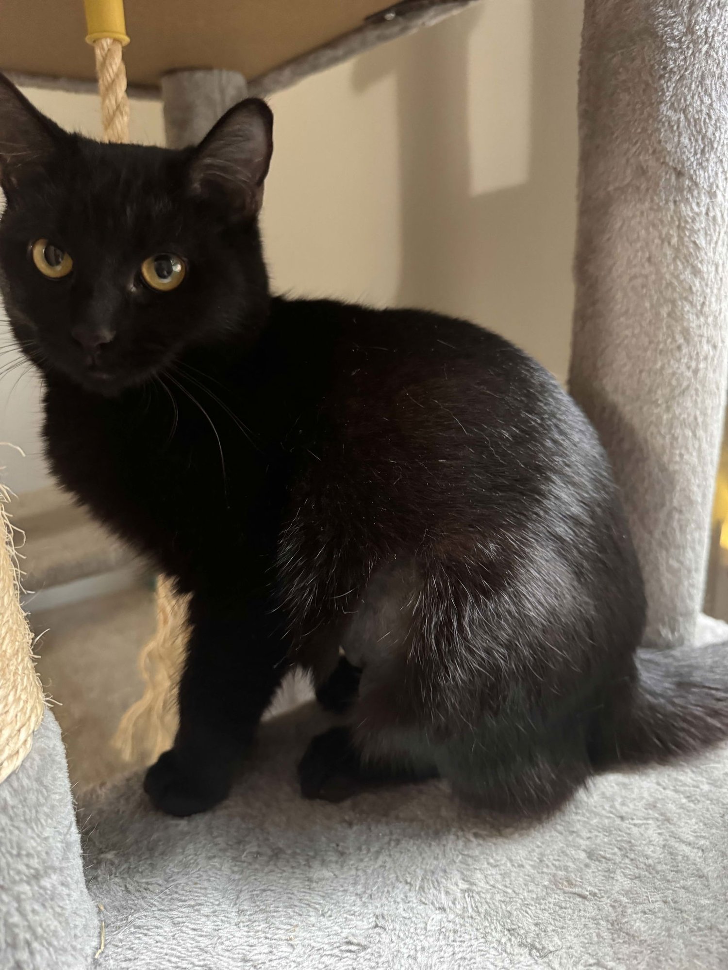 FANCY - Domestic Short Hair available for adoption