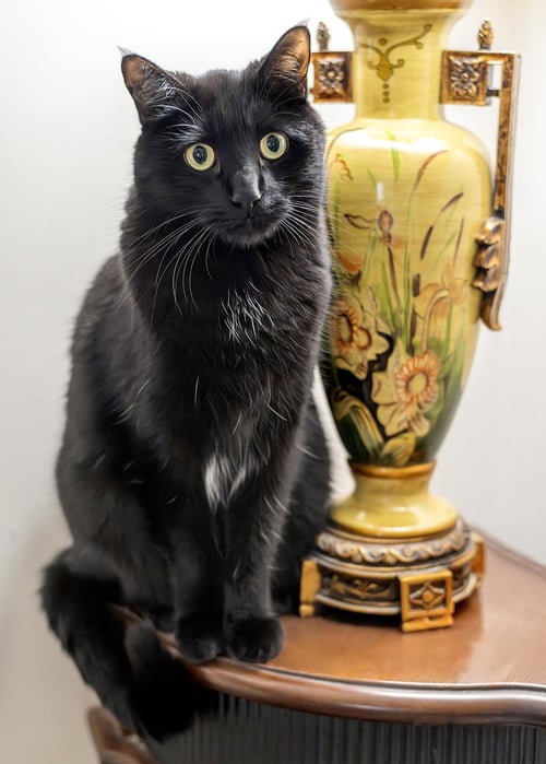 LANCE - Domestic Short Hair available for adoption