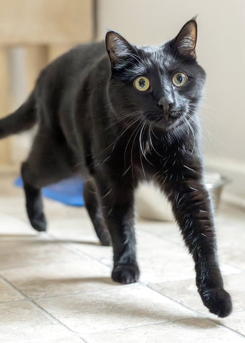 LANCE - Domestic Short Hair available for adoption