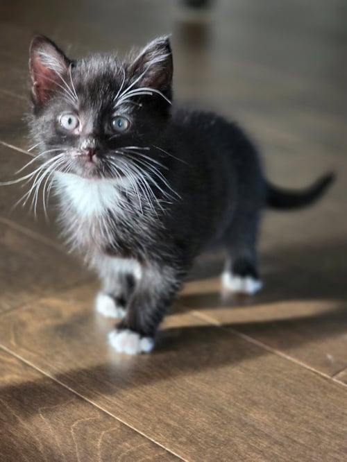 TERZA - Domestic Short Hair available for adoption