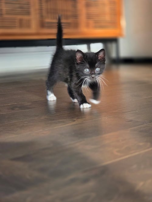 TERZA - Domestic Short Hair available for adoption