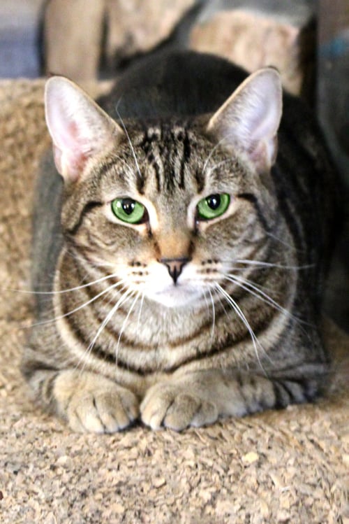 ALLYSON - Tabby / Domestic Short Hair available for adoption