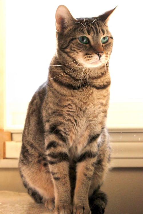 ALLYSON - Tabby / Domestic Short Hair available for adoption