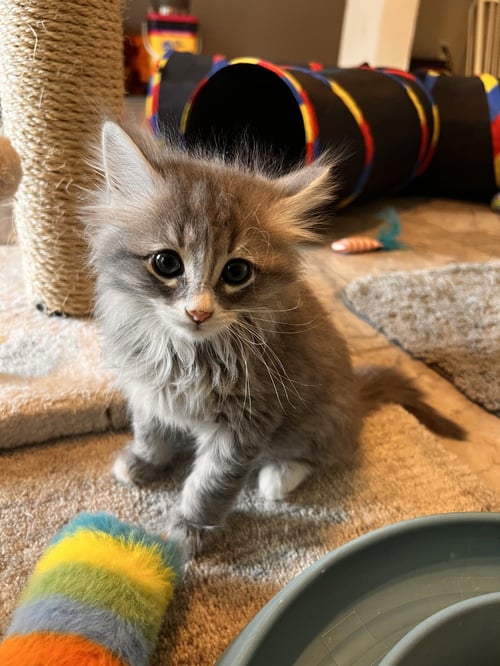 RIVER - Domestic Medium Hair available for adoption