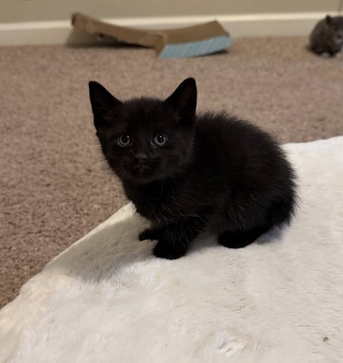 RAINDROP - Domestic Short Hair available for adoption